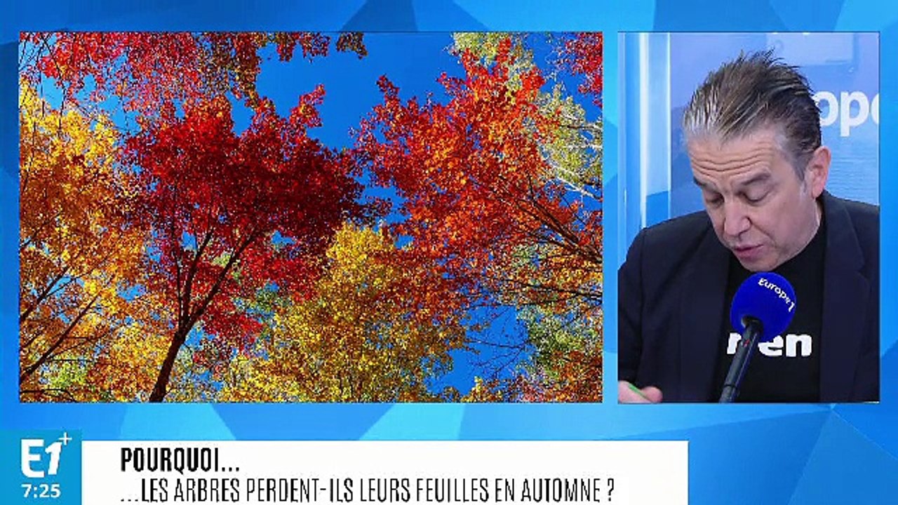 Pourquoi les arbres perdent-ils leurs feuilles à l'automne ?