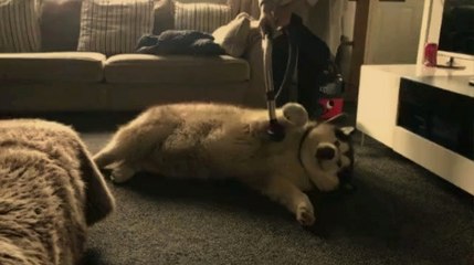 Evcil Alaska Kurdu, Sahibinin Kendisini Süpürmesine İzin Verdi