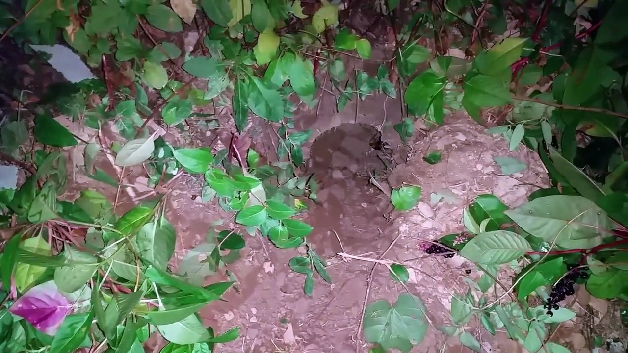 Kill groundhogs with a smoke bomb Vídeo Dailymotion