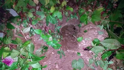 Kill groundhogs with a smoke bomb