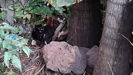 JED'S FARM : PETIT POUSSIN SAUTEUR (EPISODE 17)