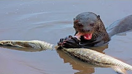 The 10 Most Dangerous Creatures Of Jungle Amazon !