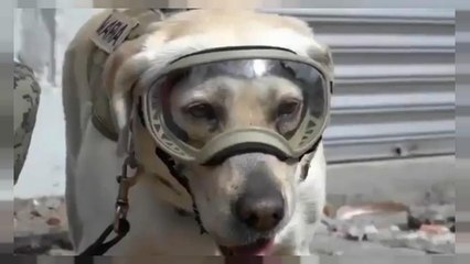 Frida, la heroína canina del terremoto en México