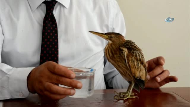 Hint Gölet Balıkçıl Kuşuna Zabıta Ekipleri Sahip Çıktı