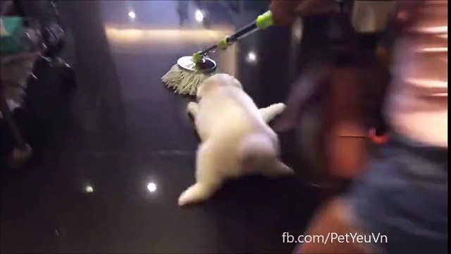 Những pha “bá đạo” của các boss chó mèo khiến con sen cười ngất