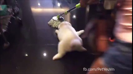 Những pha “bá đạo” của các boss chó mèo khiến con sen cười ngất