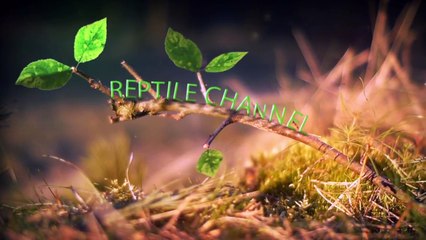 Giant Lizard Enters Chicken Coup to Feed