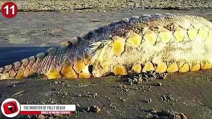 11 Most Bizarre Sea Monsters Explained