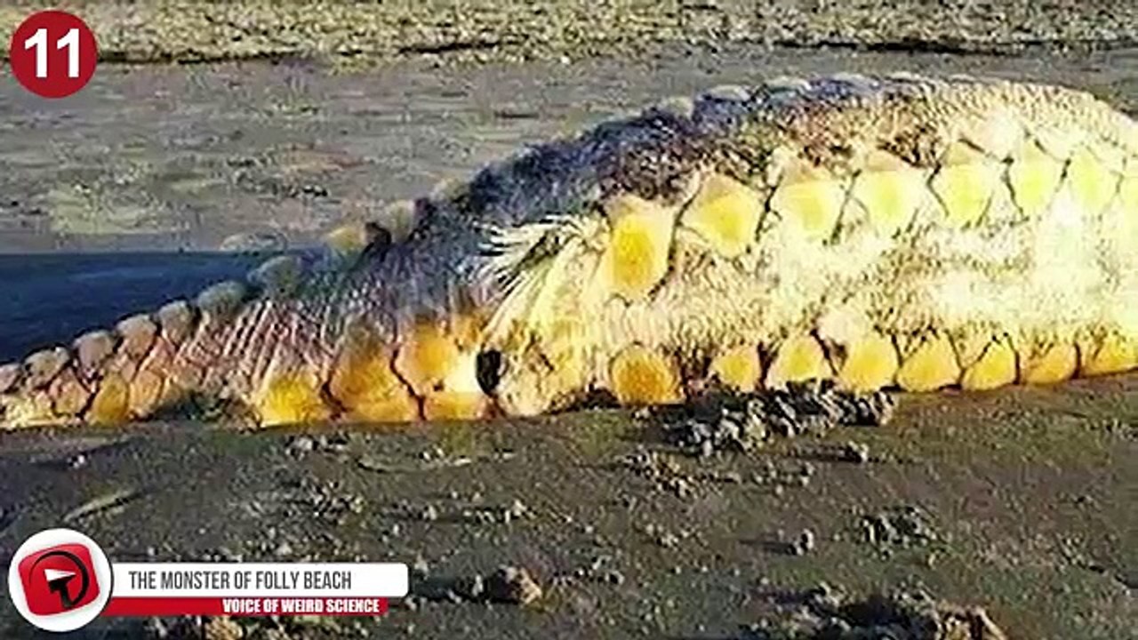 11 Most Bizarre Sea Monsters Explained