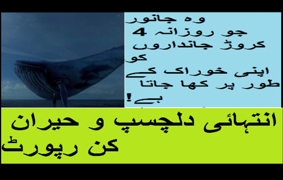 وہ جانور جو روزانہ 4 کروڑ جانداروں کو اپنی خوراک کے طور پر کھا جاتا ہے!انتہائی دلچسپ و حیران کن رپورٹ