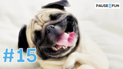 LES MEILLEURES VIDEOS FUN DE LA SEMAINE #15 - 18/09/2017- 22/09/2017