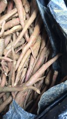 Sâm cau đỏ ( sâm cau ngâm rượu)