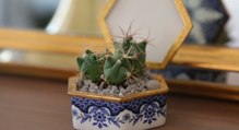 5 astuces pour entretenir son cactus