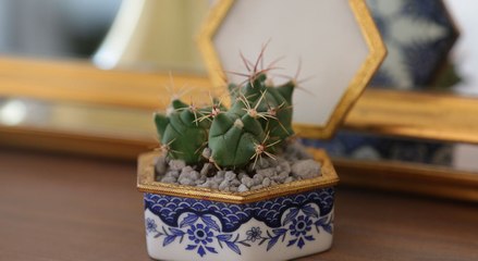 5 astuces pour entretenir son cactus
