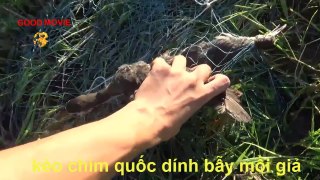 Awesome Quick Bird Trap Using Sling Foot Bird Trap - How To Make Best Sling Bird Trap That Work