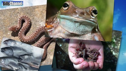 FISH RAIN DOWN FROM SKY - real or fake?
