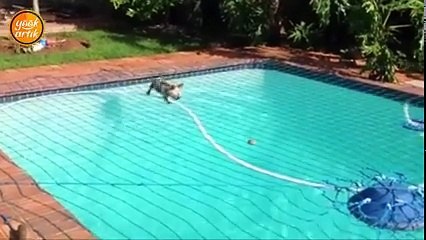 Suya değmeden gidip topunu alan köpek