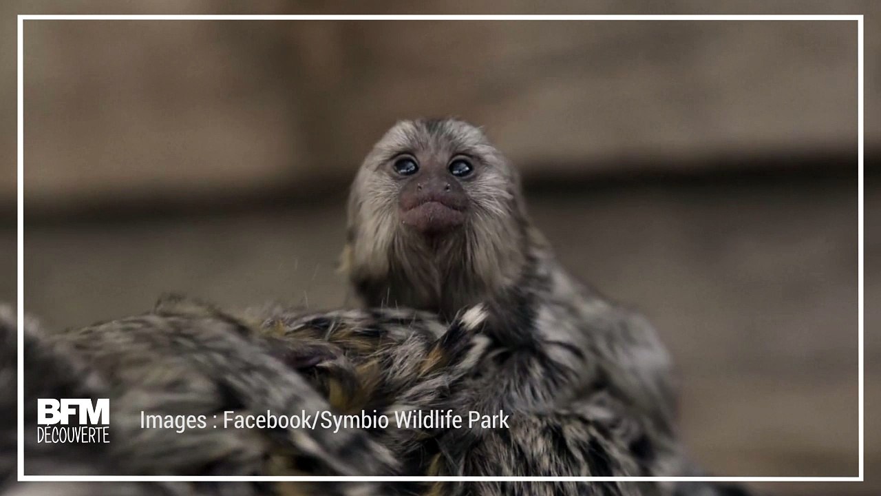 Ces ouistitis jumeaux sont nés en Australie