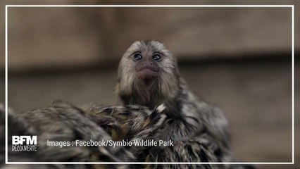 Ces ouistitis jumeaux sont nés en Australie