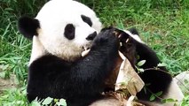 Giant Panda Bao Baos Fruitsicle Battle
