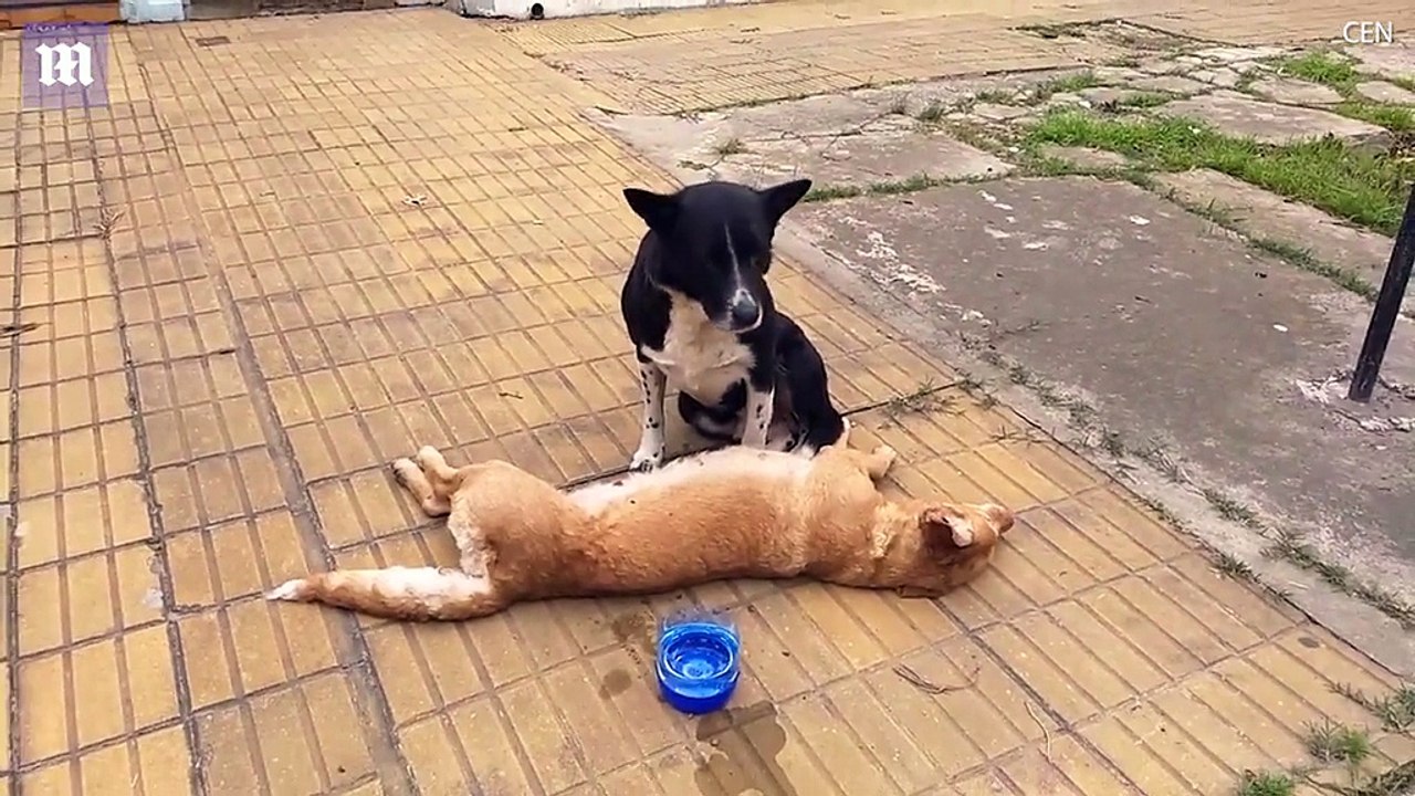 Chú chó trung thành nhất quyết túc trực suốt đêm bên cạnh “bạn thân” đã chết sau tai nạn