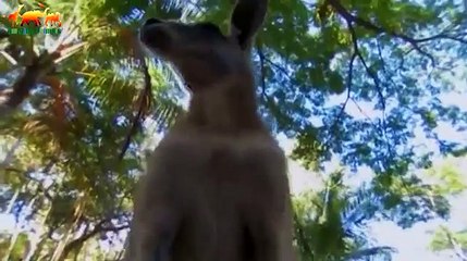 THE MOST DANGEROUS ANIMALS. URBAN JUNGLE / Documentary Films 2017 / Amazing Animals TV