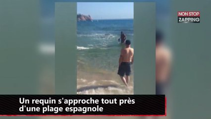 Un requin filmé à quelques mètres d’une plage provoque la stupeur (vidéo)