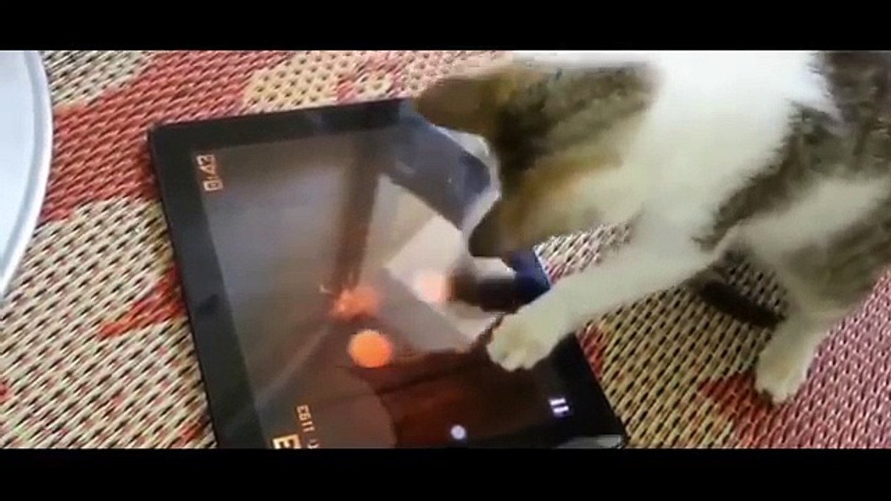 TRY NOT TO LAUGH OR GRIN - Funny Cat Fails Compilation 2016