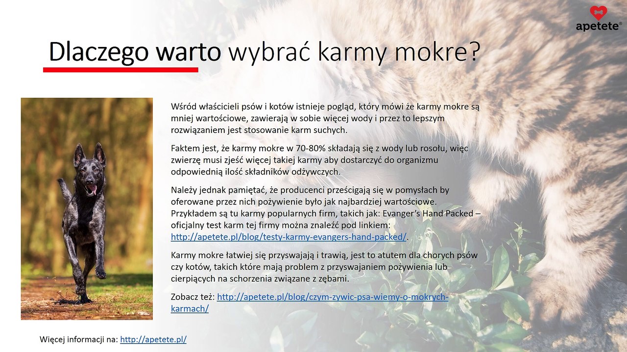 Karmy mokre dla psa i kota - jaką karmę wybrać?