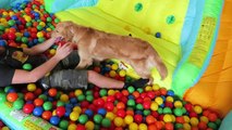 Sammies Ball Pit Bounce House Surprise Balls - Golden Retriever Puppy | Playtime Family Vlog