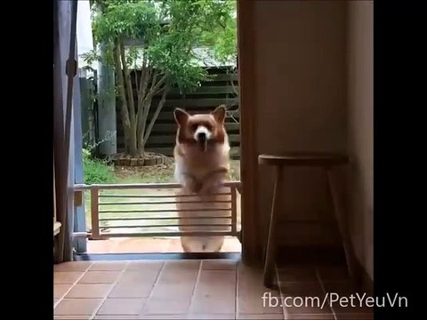 Những pha bá đạo của boss chó mèo khiến con sen cười ngất