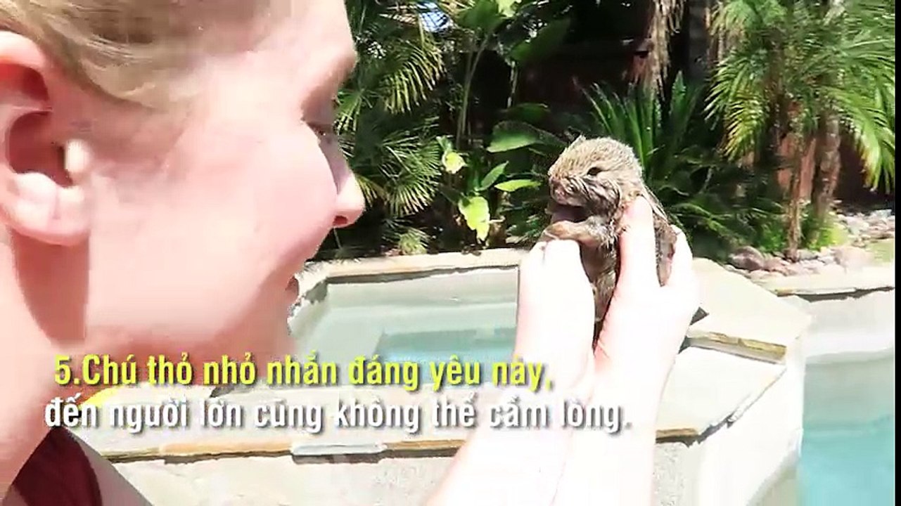 Ngắm nhìn 10 con vật siêu nhỏ khiến ai cũng phải yêu thích