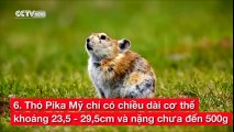 Ngắm nhìn 12 con vật siêu nhỏ khiến ai cũng phải yêu thích (đã sửa)