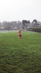 Dinosaur Meets Hurricane Irma
