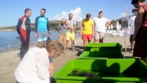 Tedavisi Yapılan Caretta Carettalar Denize Bırakıldı