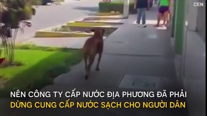 Xúc động chó ngậm xô chạy khắp nơi xin nước uống