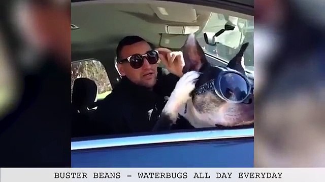 Funniest Instagram Pets & Viral Animal Compilation 2017 | Funny Pet Videos