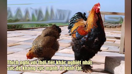 Chú gà lớn nhất thế giới được gần 2 triệu người chia sẻ