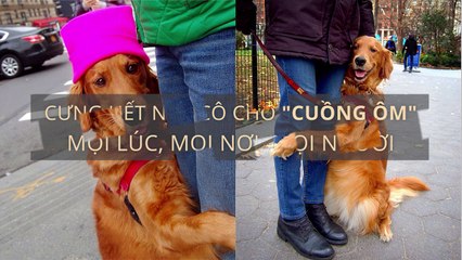 Cưng hết nấc cô chó "cuồng ôm" mọi lúc, mọi nơi, mọi người