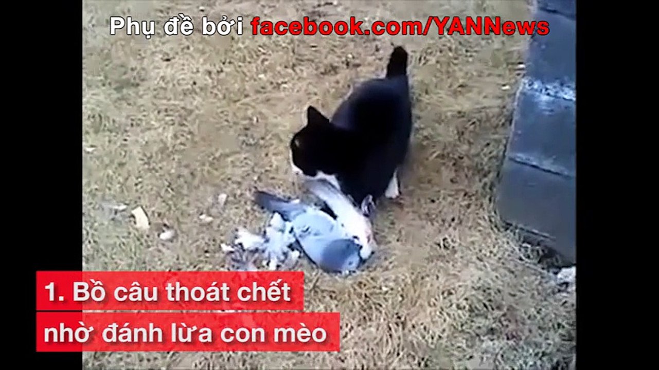 Những màn diễn xuất siêu đỉnh trong thế giới động vật