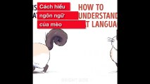 ngôn ngữ của mèo