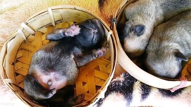 Cảm động khoảnh khắc chăm sóc lần cuối của chú chó mẹ đàn con nhỏ