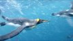Diver Captures Amazing Swim With King Penguins