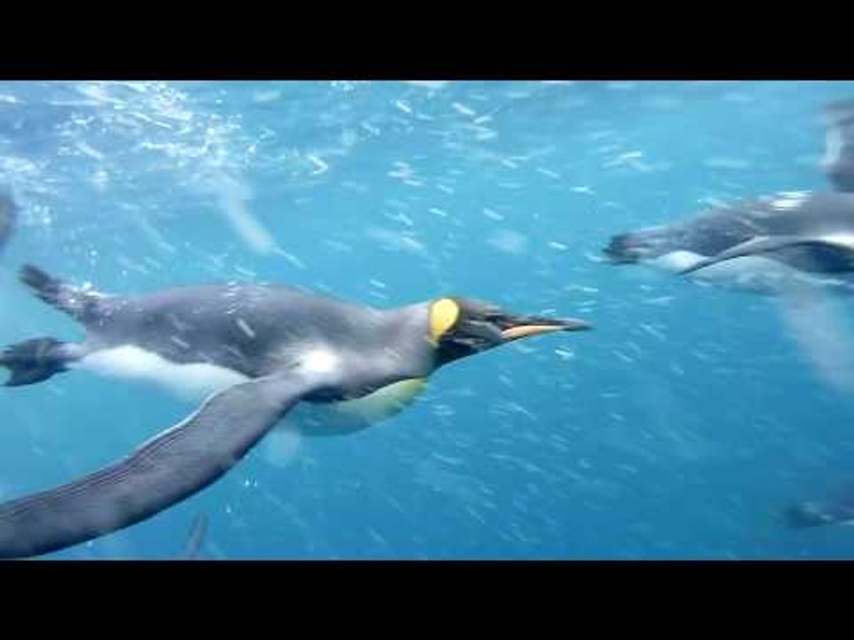 Diver Captures Amazing Swim With King Penguins