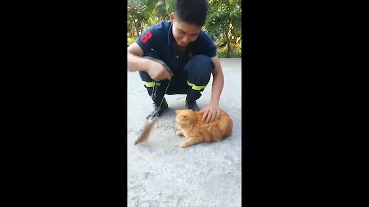 Chết cười với những chú mèo sợ chuột