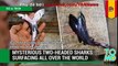 Cá mập hai đầu bí ẩn xuất hiện khắp nơi trên thế giới.