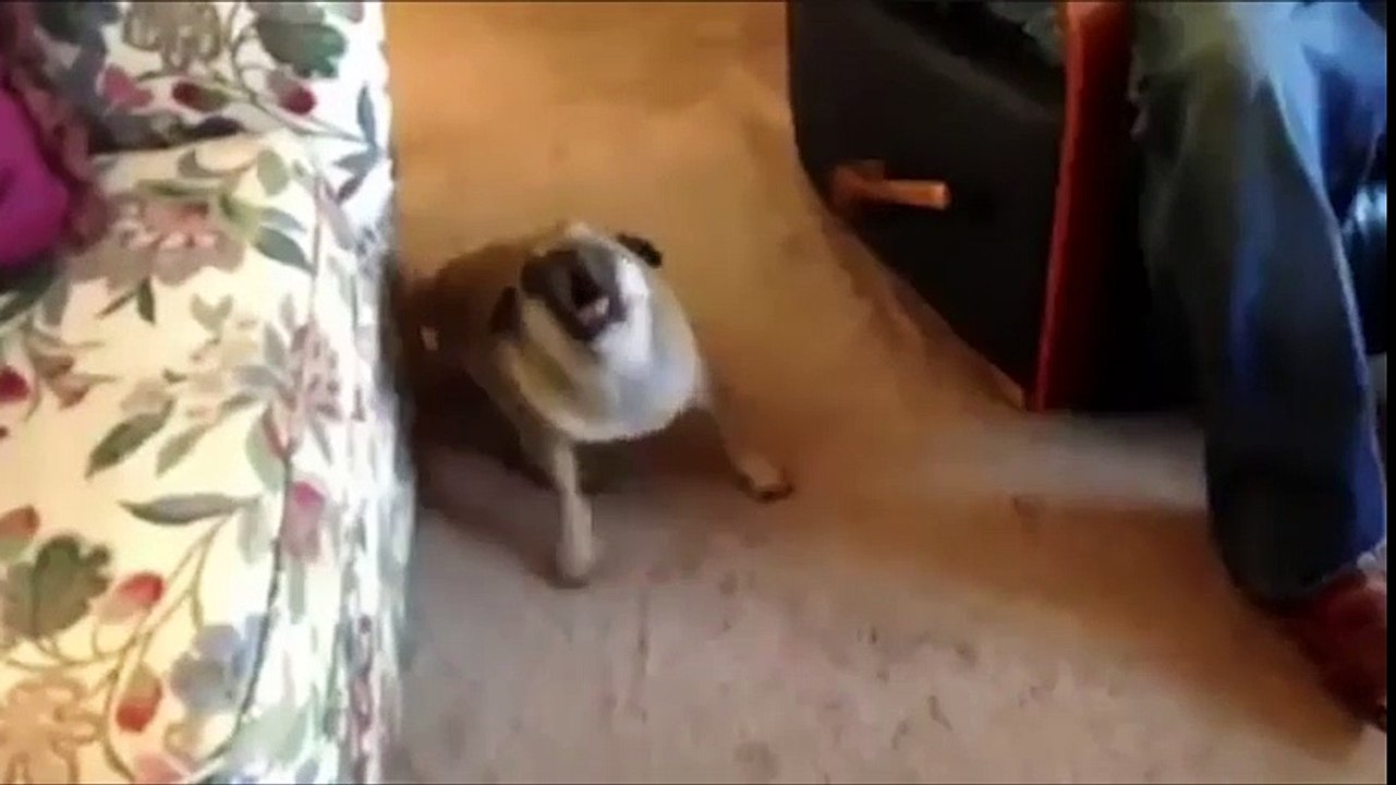 cười đau bụng với những chú chó sủa như mèo kêu