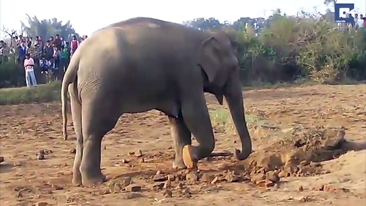 Une maman éléphant passe onze heures à tenter de sauver son enfant