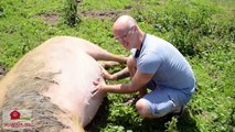 Belly Rubs - Rescued Pigs at SASHA Farm Animal Sanctuary