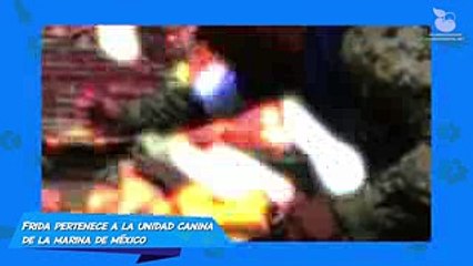 Conoce a Frida la rescatista en 4 patas que ha sorprendido al mundo, Salvo 400 vidas y todo por este secreto que nadie..